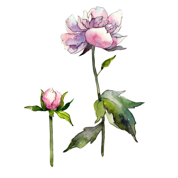 Vadvirág pünkösdi rózsa virág elszigetelt akvarell stílusú. - Fotó, kép