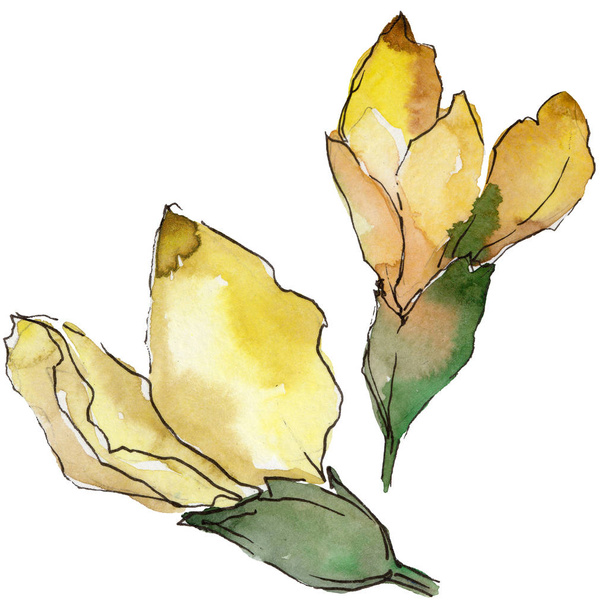 Flor de acacia en un estilo de acuarela aislado
. - Foto, imagen
