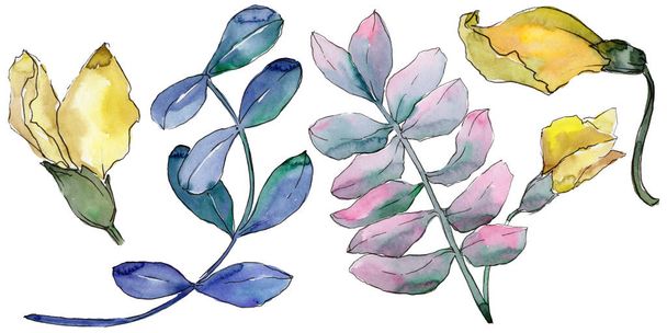 Acacia leaves in a watercolor style isolated. - Φωτογραφία, εικόνα