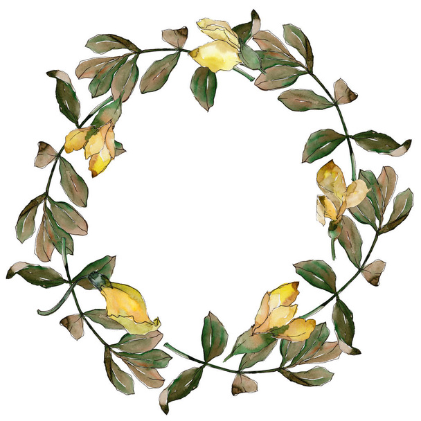 Acacia leaves wreath in a watercolor style. - Φωτογραφία, εικόνα