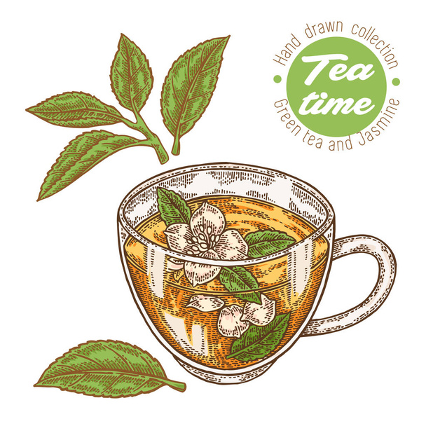 Чашка чая, нарисованная вручную. Зеленый чай и жасмин изолированы на белом. Векторная иллюстрация. Дизайн для упаковки
. - Вектор,изображение