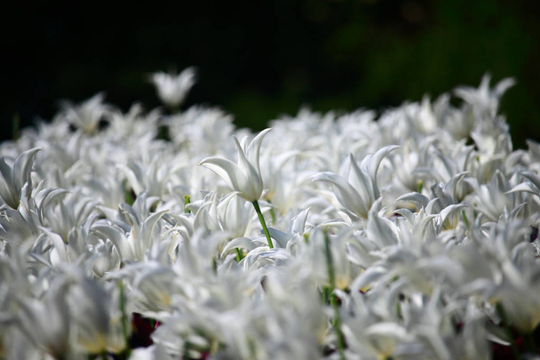 Čerstvě kvetoucí tulipány na jarní zahradě - Fotografie, Obrázek