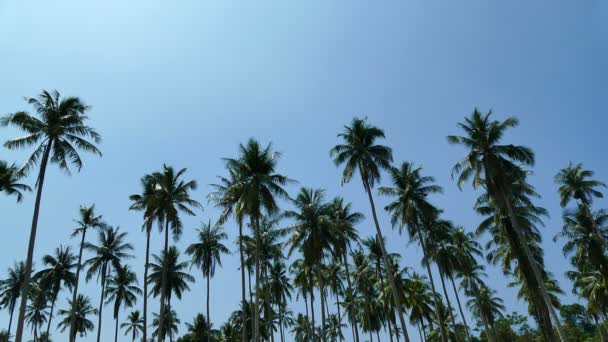 landscape with tropical palm trees against blue sky on a sunny day  - Footage, Video