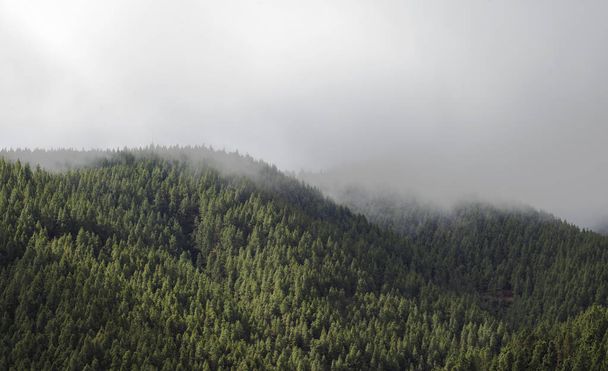 pinos canarios en la niebla
 - Foto, imagen