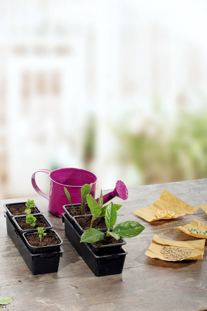 young plants, seeds and watering can in greenhouse with copy space - Photo, Image