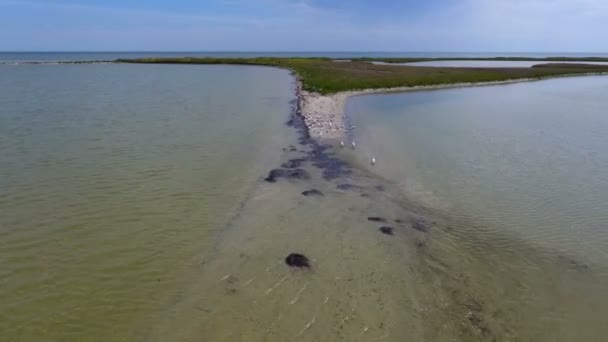 Ohromující pohled z ptačí perspektivy na pobřeží Černého moře s drsným pískem a zeleným mokřadem za slunečného letního dne. Mořská voda je vystřelena z nízko letícího dronu. Racci sedí a létají. - Záběry, video