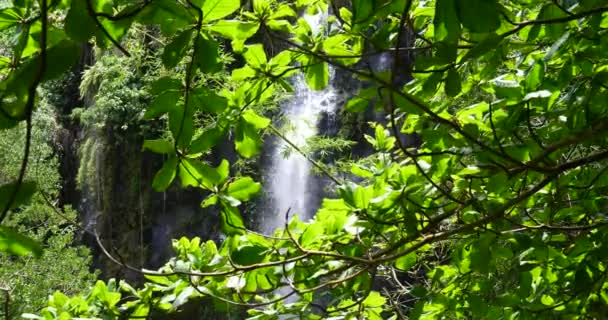 waterfall in tropical nature landscape, power of natural resources, pure green energy, beautiful calm environment, powerful aqua water fall cascade, national park protected area lake and river - Footage, Video