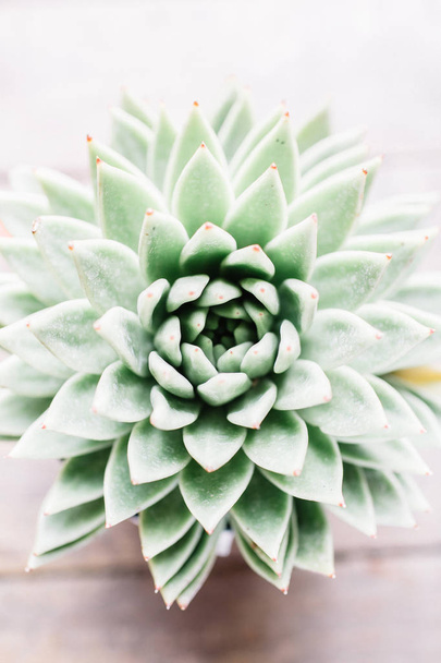 Close-up of green succulent flower. - Фото, изображение