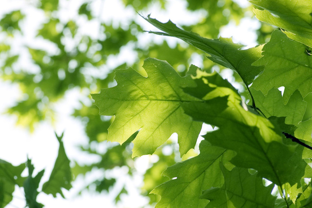 φρέσκα πράσινα φύλλα για το brunch - Φωτογραφία, εικόνα