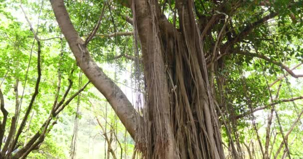 şelale ile tropikal orman ve nehir bitki örtüsü - Video, Çekim
