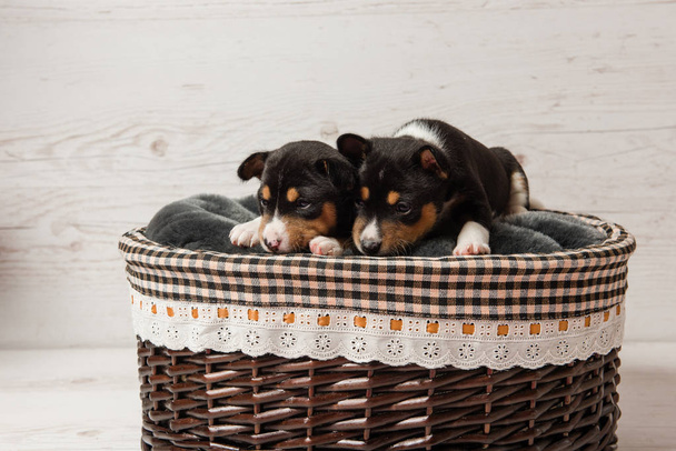 Dos cachorros tricolor basenji en cesta
 - Foto, imagen