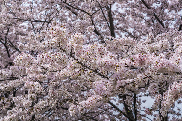Sakura cherry blossoms tress in de lentetijd, Japan. Selectieve aandacht - Foto, afbeelding