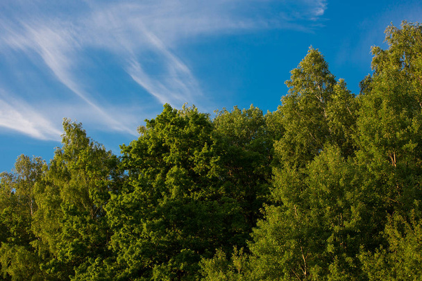 Зелений літній ліс і блакитне небо з хмарами
 - Фото, зображення