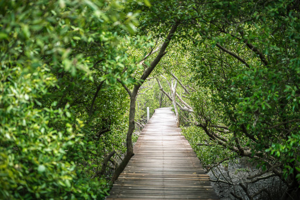 Pasarela dentro del bosque verde de manglares
 - Foto, imagen