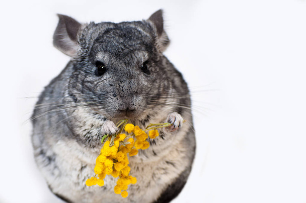 Chinchilla holds a flower, a mimosa in her paws.On a white background - Photo, Image