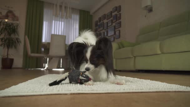 Dog Papillon is playing with a soft toy on the rug in living room stock footage video - Metraje, vídeo