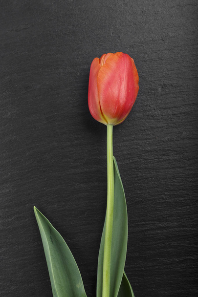red fresh tulip - Fotografie, Obrázek