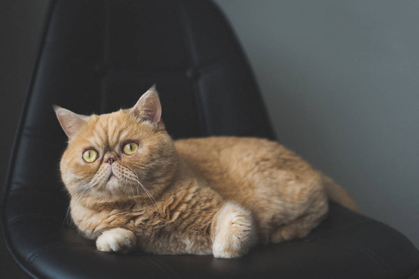 Beau chat exotique à poil court posé sur une chaise en cuir. Image tonique
 - Photo, image