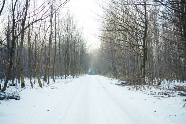 verschneiter Winterwald. Landschaft - Foto, Bild