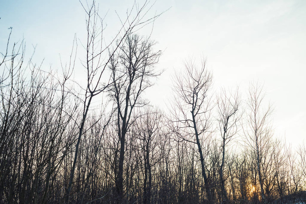 Karlı kış orman. Manzara - Fotoğraf, Görsel