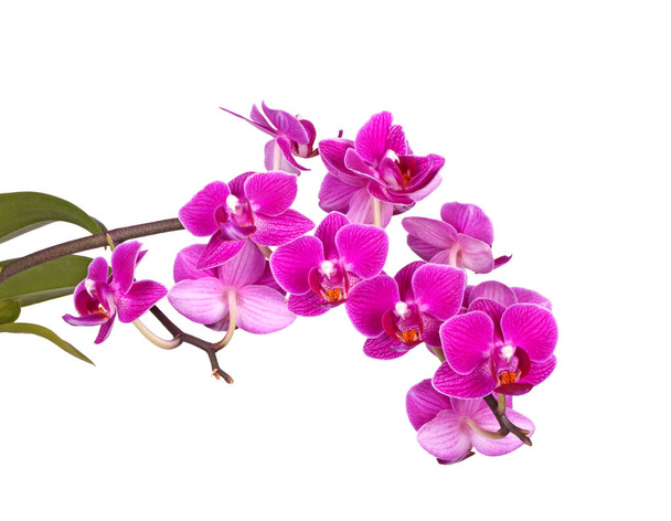 Fleurs d'une orchidée pourpre de Phalaenopsis isolées
 - Photo, image