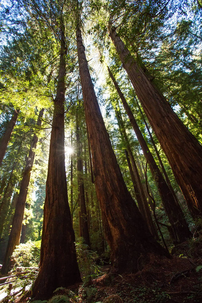 Muir woods National Monument near San Francisco in California, U - Photo, Image