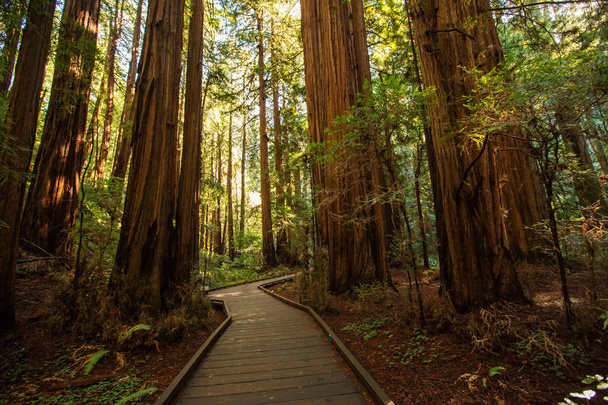 Monument National des Bois de Muir près de San Francisco en Californie, U
 - Photo, image