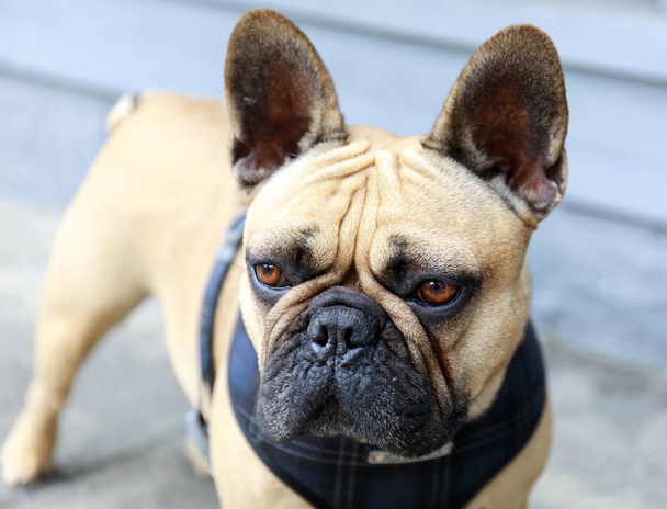 French Bulldog Adult Male Fawn in a street in San Francisco. Cute Frenchie on a dog walk in the city. - 写真・画像