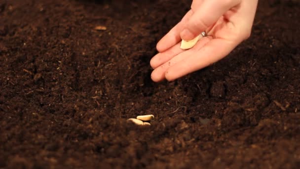 Nahaufnahme einer Frau, die von Hand Samen in organische Erde pflanzt. - Filmmaterial, Video