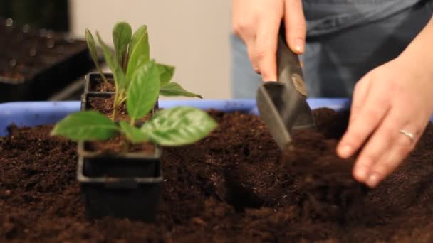 zbliżenie na ręce kobiety za pomocą łopatki do sadzenia - Materiał filmowy, wideo