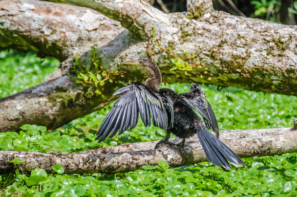 anhinga trocknet seine breiteren Flügel auf einem Ast im Tortuguero Nationalpark - Foto, Bild