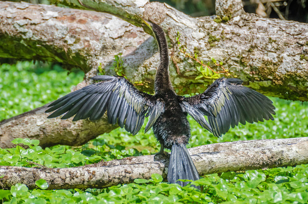 Anhinga suszenia skrzydłami poszerzone na gałęzi drzewa w Parku Narodowego Tortuguero - Zdjęcie, obraz