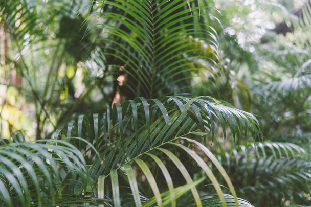 consistenza delle foglie della palma primo piano. Natura selvaggia della Thailandia
 - Foto, immagini