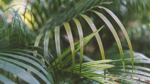 パーム クローズ アップの葉の質感。タイの大自然 - 写真・画像