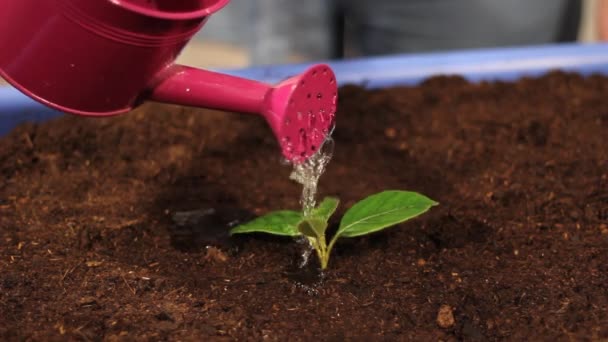 Metalik wateringcan ile genç bitki sulama - Video, Çekim