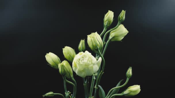 lapso de tempo de flores lisianthus no fundo escuro em 4k (UHD
) - Filmagem, Vídeo