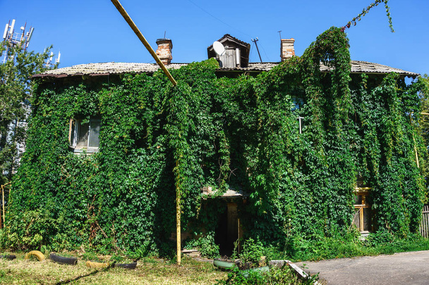 Starego rocznika drewniany dom w Samara, Rosja, porośnięte bluszczem, pokryte roślina zielony - Zdjęcie, obraz