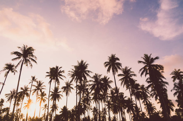 Coconut palm tree - Photo, Image