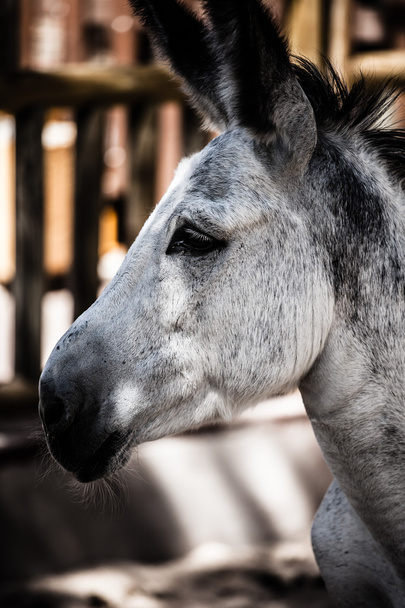 Head of a donkey in zoo - Photo, Image