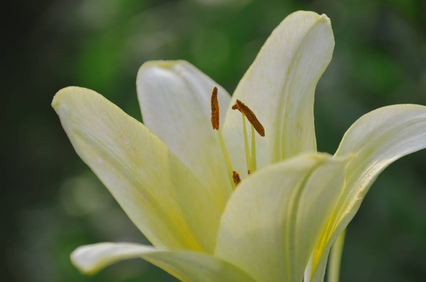 Απαλό ελαφρύ κίτρινο κρίνο σε φρέσκο βροχερό πρωινό κήπο  - Φωτογραφία, εικόνα
