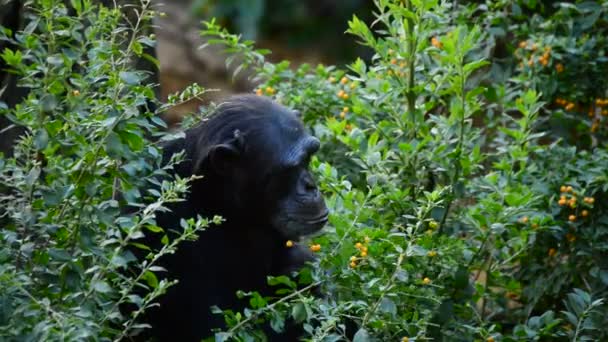 Šimpanz mezi listy a vegetace - Pan troglodytes - Záběry, video