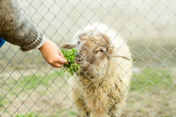 Ένα νεαρό αγόρι τροφοδοτεί ένα πρόβατο μέσα από ένα ενσύρματο φράχτη. Δίνει τα πρόβατα πράσινα τρόφιμα με το χέρι. - Φωτογραφία, εικόνα