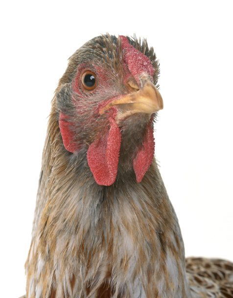 Buff splecione wyandotte kurczaka - Zdjęcie, obraz