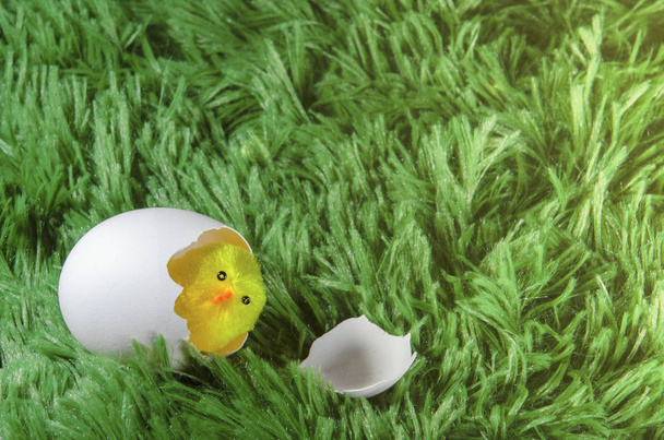 frango de brinquedo que eclode de um ovo
 - Foto, Imagem