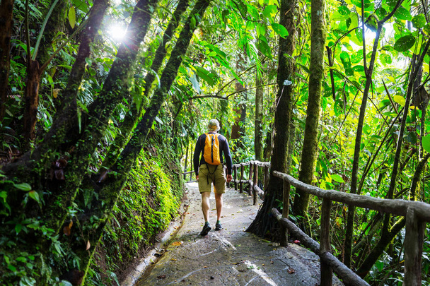 Retkeily vihreässä trooppisessa viidakossa, Costa Rica, Keski-Amerikka - Valokuva, kuva