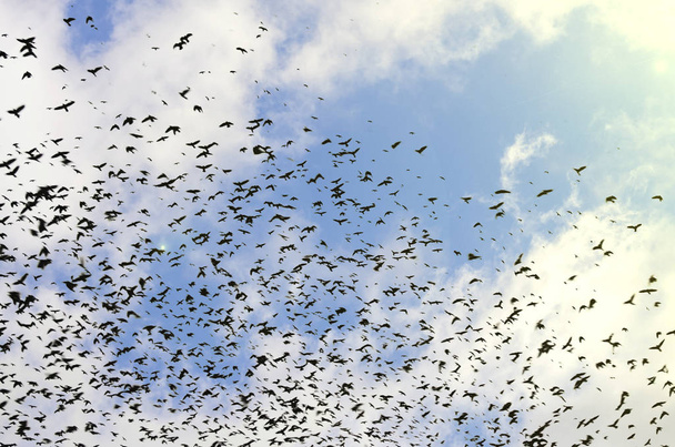 siluetas de cuervos sobre fondo azul cielo con nubes
 - Foto, imagen