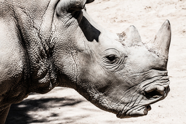 Retrato de um rinoceronte negro (Diceros bicornis), África do Sul
 - Foto, Imagem