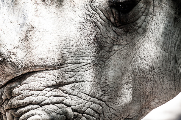 Portret van een zwarte (verslaafd-lipped) neushoorn (diceros bicornis), Zuid-Afrika - Foto, afbeelding