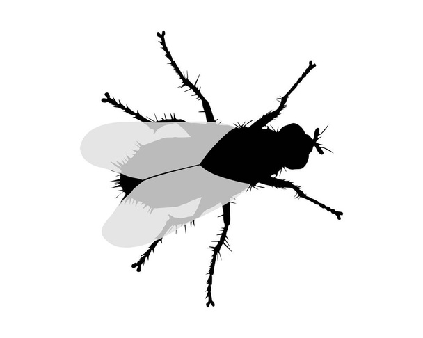 Silhouette of a fly on white background - Vector, Image