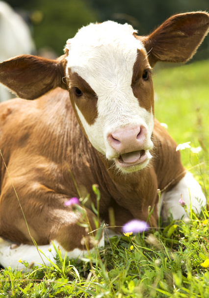 Portrait of a heifer (young cow) - Photo, Image